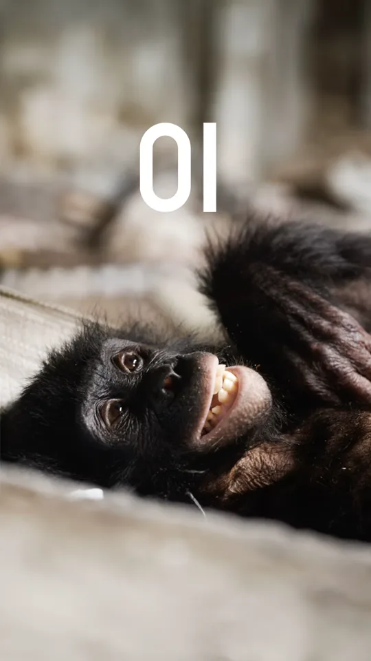 Épisode 1 — Lola Ya Bonobo, le sanctuaire de Kinshasa